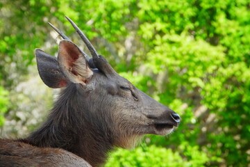 Serow Deer Profile Wildlife Animal Portrait Asian Nature Scene Relaxed Pose