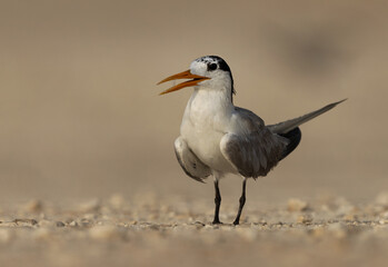 Portrait of a Lesser Crested Tern perched on ground at tubli, Bahrain