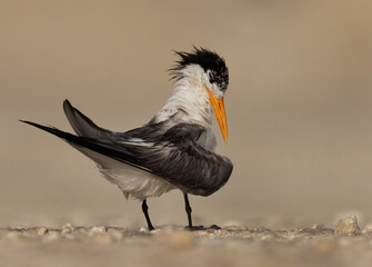 Closeup of Lesser Crested Tern preening at tubli, Bahrain