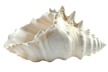 White sea conch shell close-up isolated on Transparent Background
