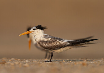 Lesser Crested Tern perched on ground at tubli bay, Bahrain