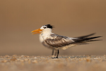 Lesser Crested Tern perched on ground at tubli bay, Bahrain