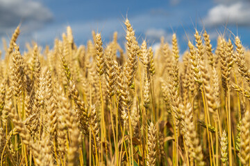 Gold wheat field and blue sky