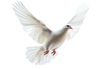 Obraz premium A graceful white dove takes flight against a soft, luminous background symbolizing peace and freedom isolated on transparent background