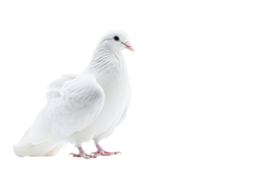 A white dove stands gracefully against a white backdrop, symbolizing peace isolated on transparent background