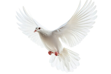 Obraz premium A graceful white dove soars through the air, symbolizing peace and freedom in a clear sky isolated on transparent background
