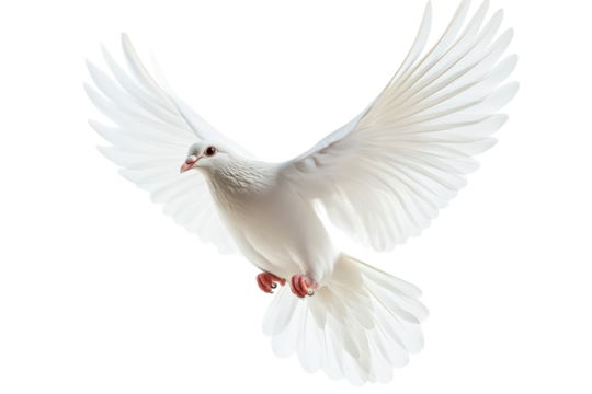 A graceful white dove soars through the air, symbolizing peace and freedom in a clear sky isolated on transparent background
