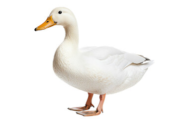 Obraz premium White duck standing side view realistic animal illustration isolated on Transparent Background