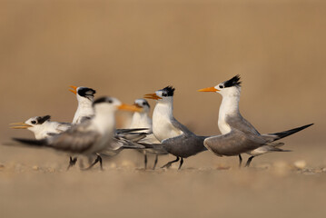 Fototapeta premium Courtship dance of Lesser Crested Tern at Tubli bay, Bahrain
