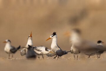 Lesser Crested Tern courtship dance at Tubli bay. Selective focus on back.