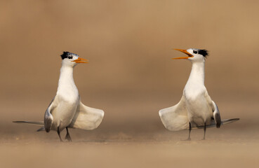 Closeup of courtship dance of Lesser Crested Tern at Tubli