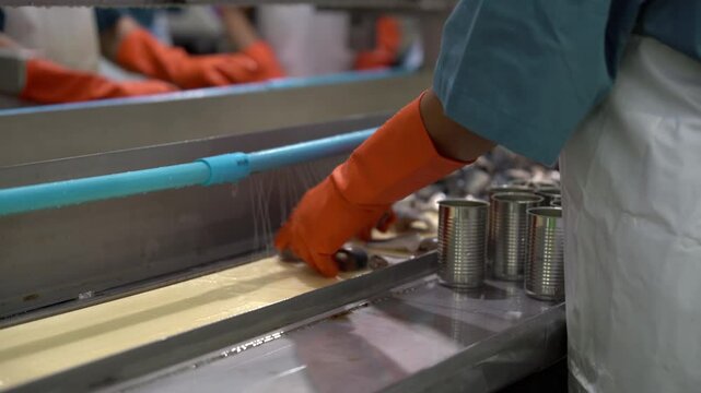 Fresh food production line is packing fish into cans Fish Process In Factory