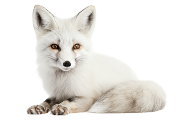 A majestic arctic fox lounging gracefully in a serene winter landscape surrounded by soft snow isolated on transparent background