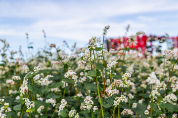 Close up of flowers of buckwheat. Blooming buckwheat field