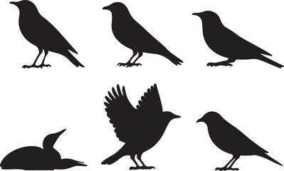 Illustration of six black bird silhouettes in three rows on a light white background. Birds in different postures and styles