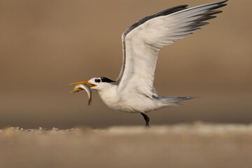 Lesser Crested Tern holding a fish at tubli, Bahrain