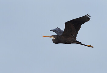 Western reef heron in flight at Bahrain