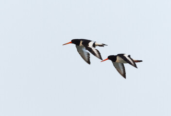 Oystercatchers  in flight at mameer, Bahrain