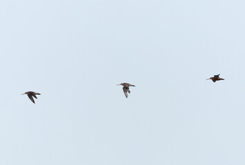Fototapeta premium Bar-tailed Godwits flying at mameer coast of Bahrain