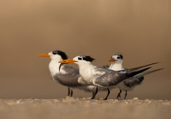 Greater Crested Terns with a fish catch at Busaiteen coast, Bahrain