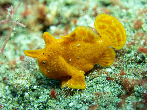 Orange painted frogfish