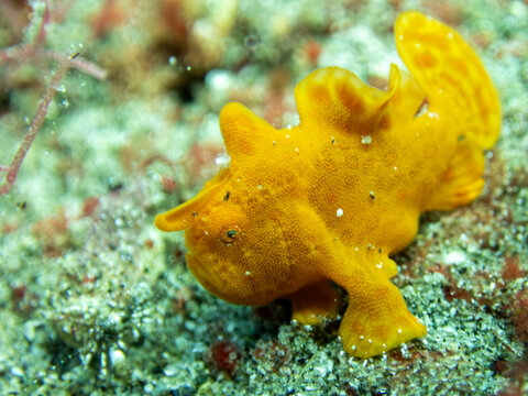 Orange painted frogfish