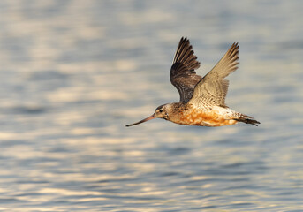 Closeup of a Bar-tailed Godwit flying at mameer coast of Bahrain