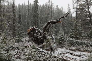Jasper National Park