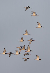 Oystercatchers in flight at mameer, Bahrain