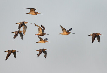 Bar-tailed Godwitsin flight at mameer coast of Bahrain