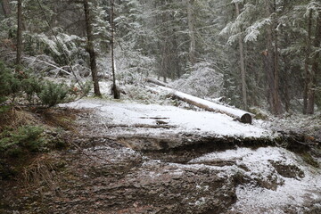 Jasper National Park