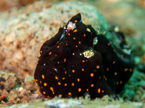 Juvenile clown frogfish