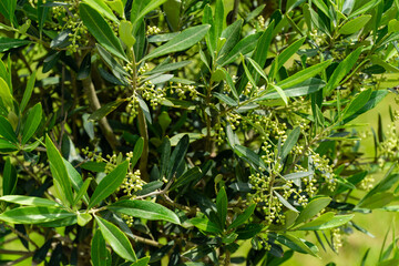 Close-up of lush, green Small olive treeb  with glossy leaves and clusters of small, unripe berries, showcasing healthy foliage of plant. Ornithological park is located in Adler (Sirius)