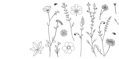 Fototapeta premium Minimalist Botanical Herbs Line Art Pattern Background