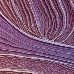 Fototapeta premium Close-up of muscle tissue fibers under a microscope, showing the detailed structure of the cells