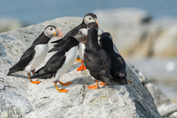 A lively gathering of Atlantic puffins perched on rugged rocks, with the ocean stretching beyond.