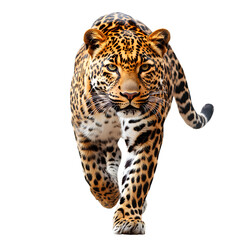 Obraz premium Leopard, full-body, isolated on a transparent background