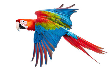 Fototapeta premium Scarlet macaw parrot flying isolated on white background. Macaw Ara (Ara chloropterus) bird