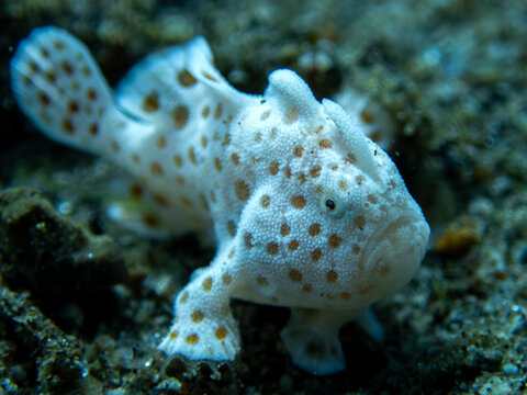 White painted frogfish