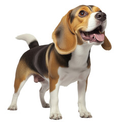Energetic dog with mouth open and tongue out capturing the joy of playfulness and excitement in nature isolated on a white background.