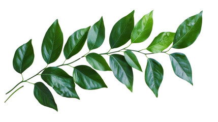 Fototapeta premium Lush green leaves isolated on white background