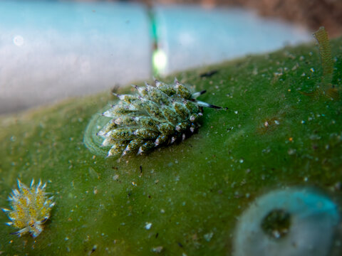 Sea slug (Shaun the sheep)