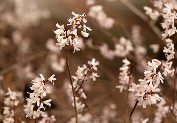 Krzew ozdobny. Abeliofylum koreańskie - biała forsycja (abeliophyllum distichum). 