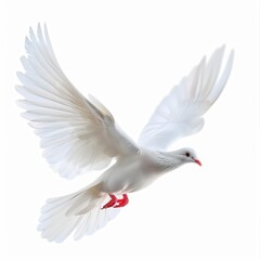 Obraz premium Elegant White Dove in Mid-Flight Against Soft White Background