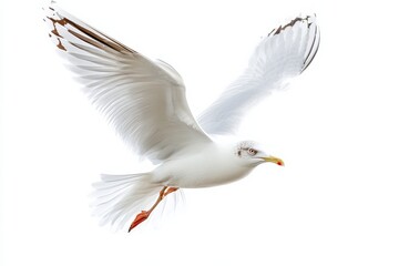 Fototapeta premium Graceful seagull glides gracefully against a white backdrop, showcasing its wings in flight isolated on transparent background