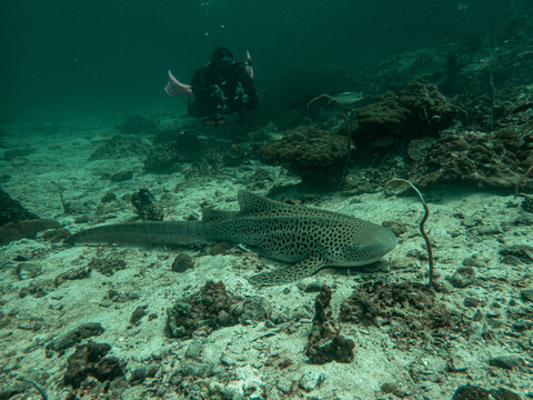 Leopard shark