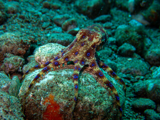 Blue-ringed octopus © Zack's Scuba Diary