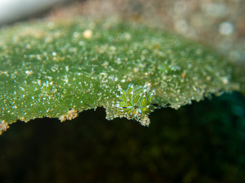 Sea slug (Shaun the sheep)
