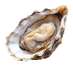 oysters on a white background