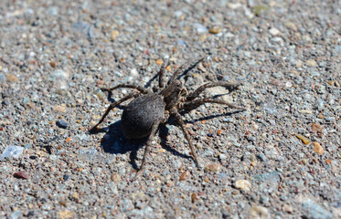 Close-up of a hairy spider on gray pavement